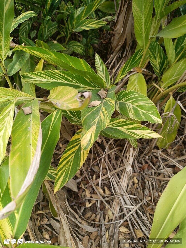 绿叶植物根部特写