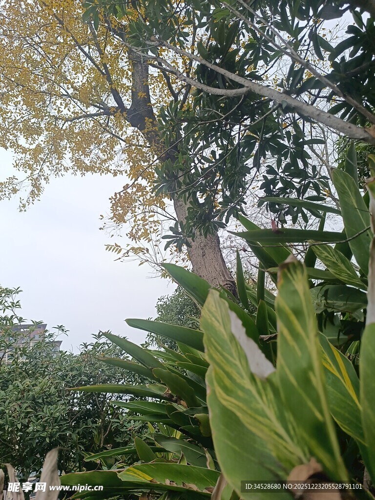 繁茂绿植中的高大树木