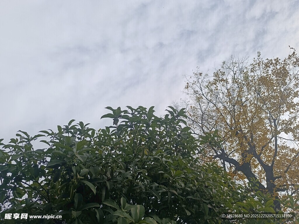 树梢上的天空与枝叶