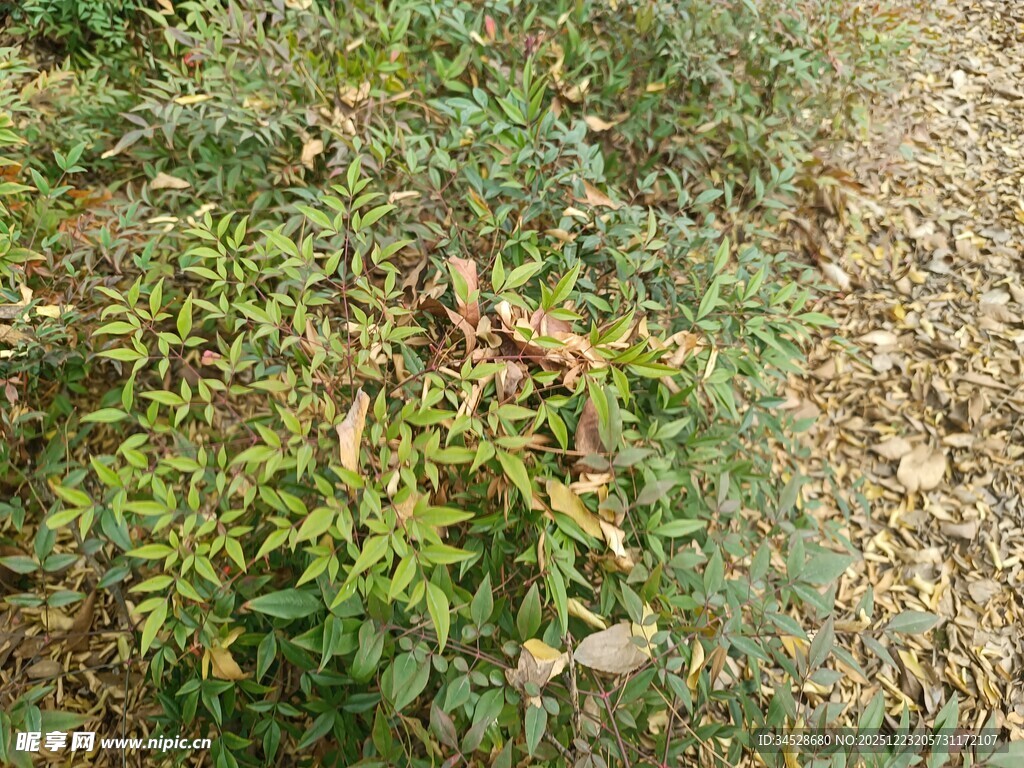 地面上的绿植与枯叶