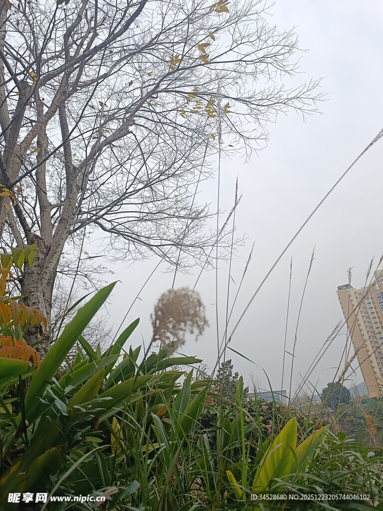 雾中草木与光秃树木景观