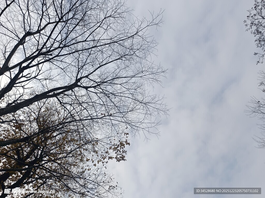 冬日枯树与天空景象