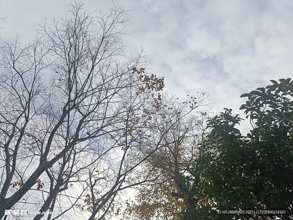 冬日枯树与葱郁树木同框