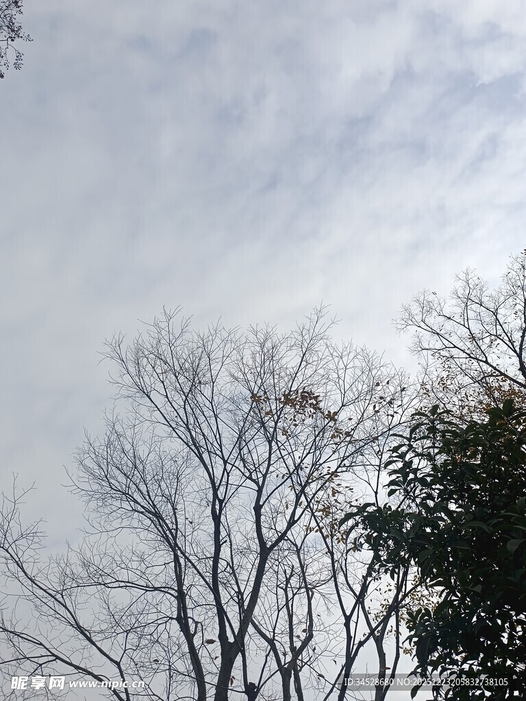 冬日枯树与朦胧天空