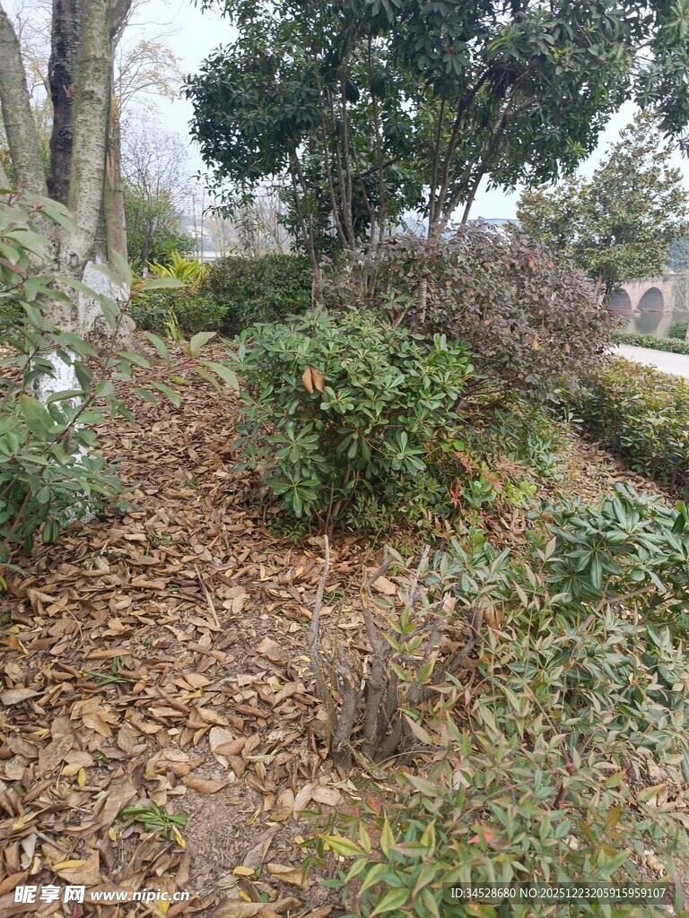 秋日林间绿植与落叶景致