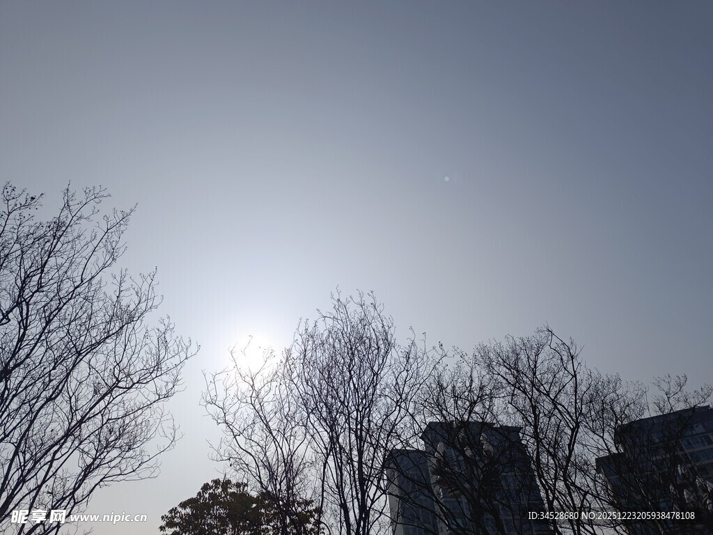 冬日枯树与朦胧日光