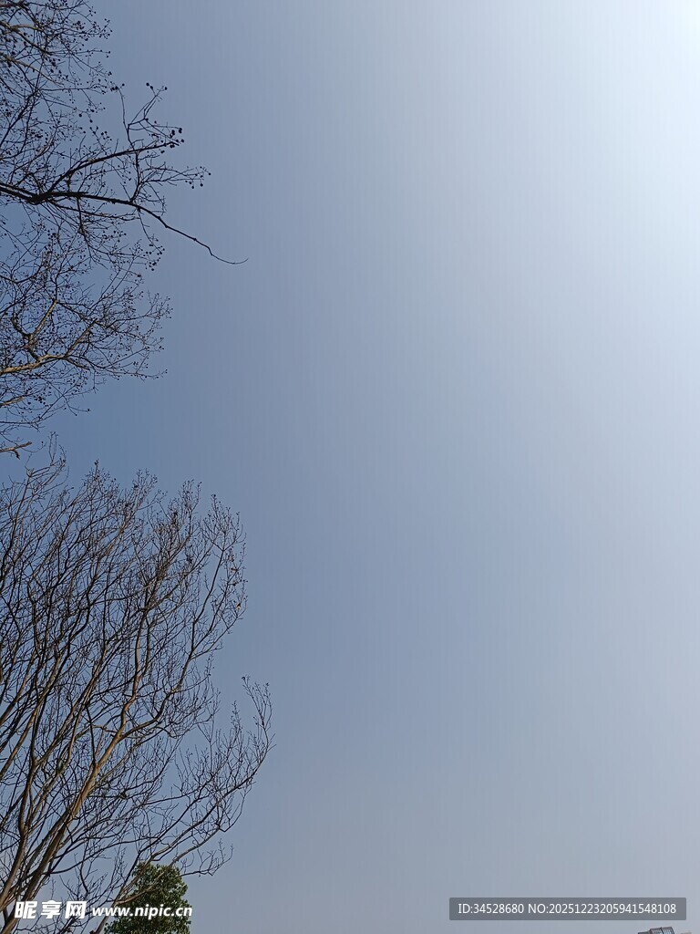 仰视光秃树枝与天空