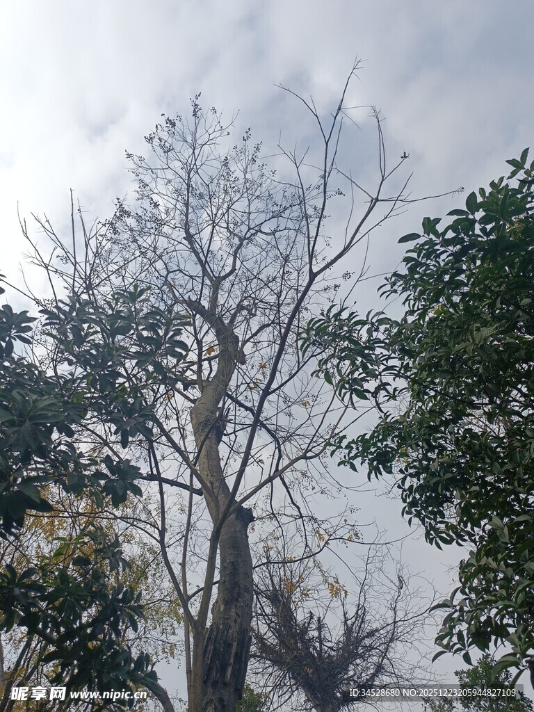 冬日枯树与葱郁树木对比