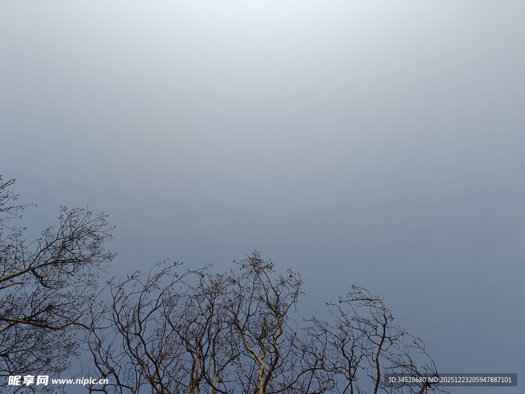 冬日光秃树枝与明亮天空