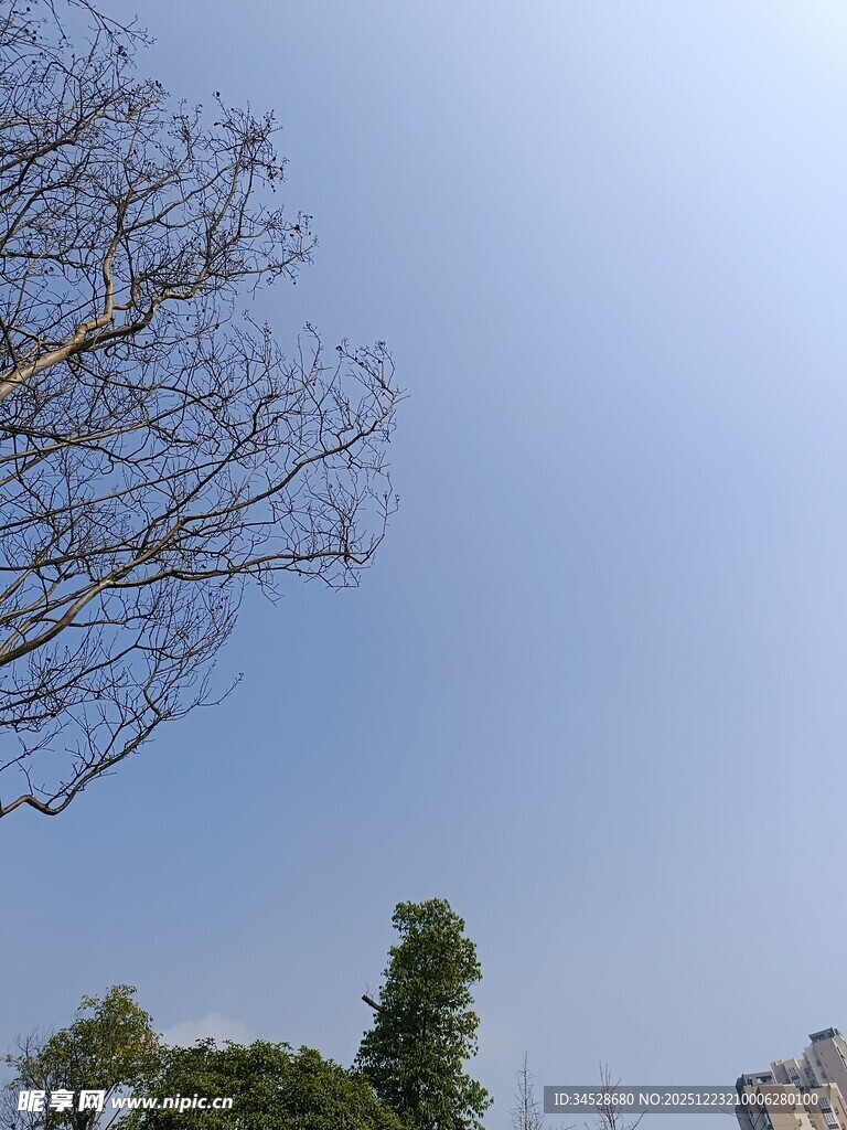 蓝天枯枝旁的绿树景观