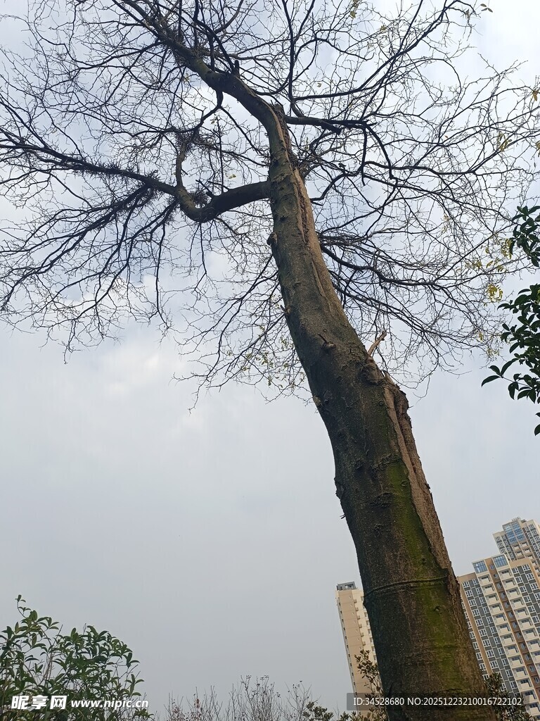 冬日枯树与高楼景象