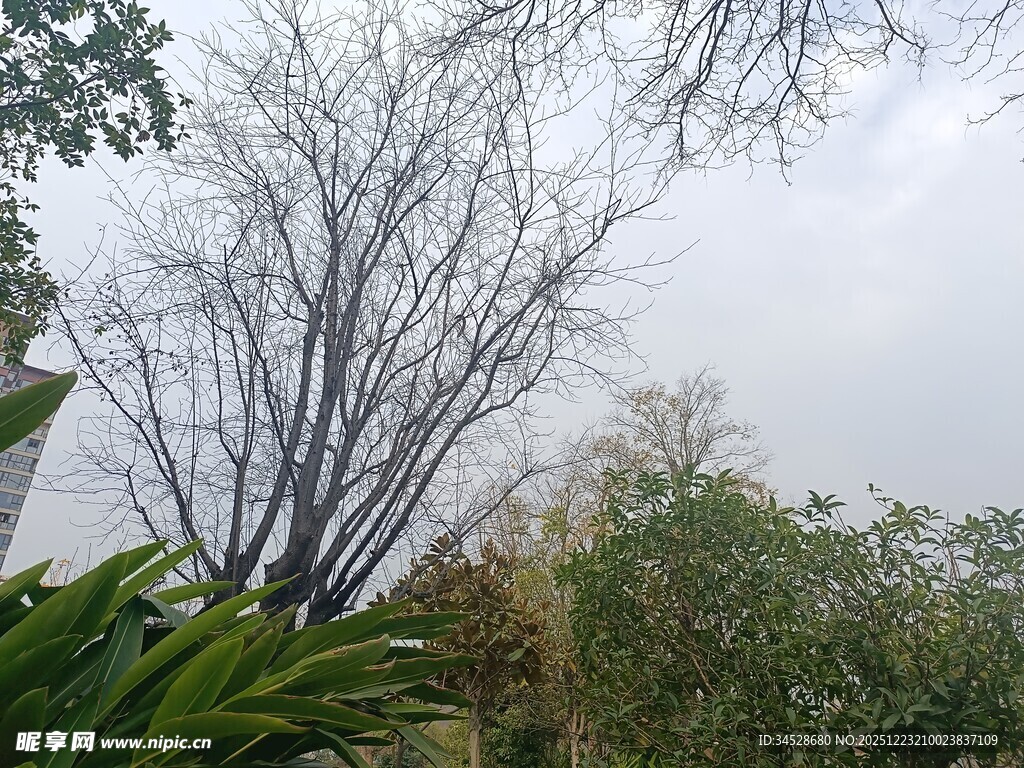 阴天中的树木与绿植景观