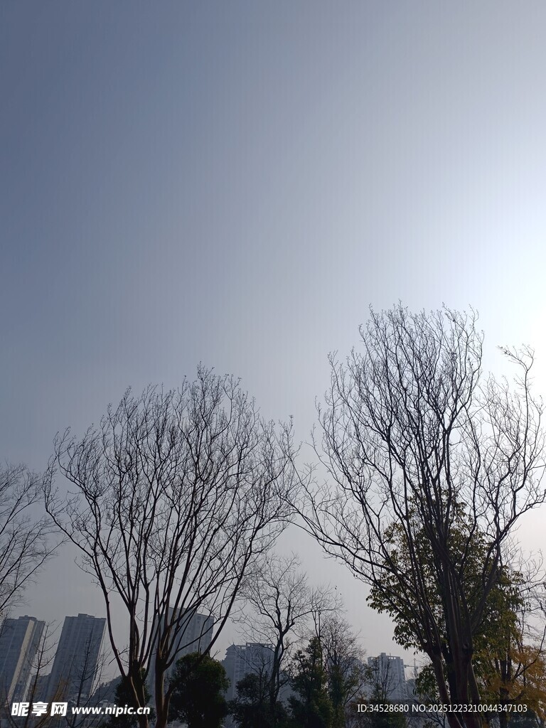 冬日光秃树木与城市天际