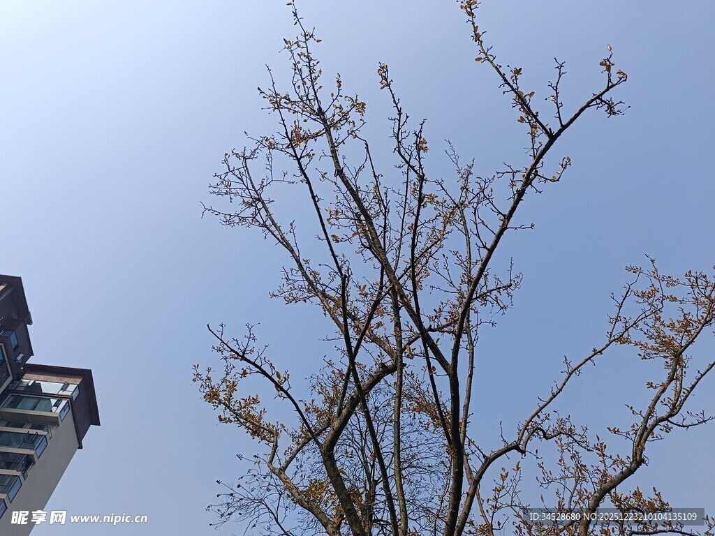 蓝天映衬下的光秃树木