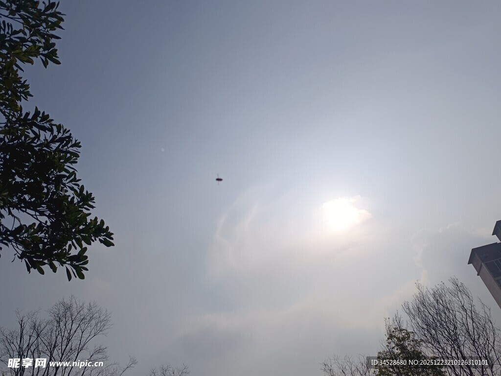 晴朗天空下的树梢与飞鸟