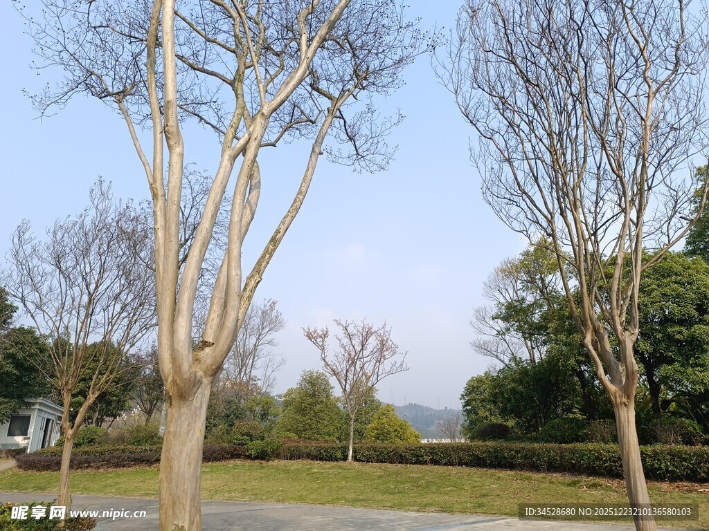 冬日公园光秃树木景致