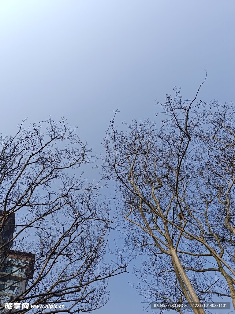 冬日光秃树木与蓝天景象