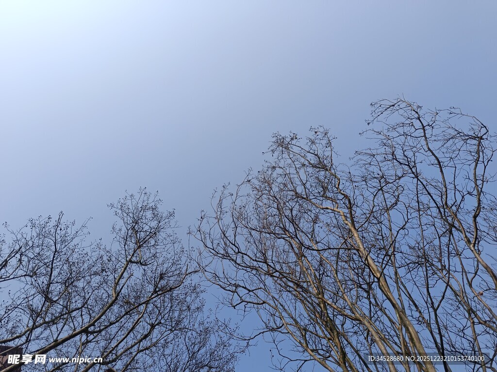 冬日枯树与澄澈蓝天