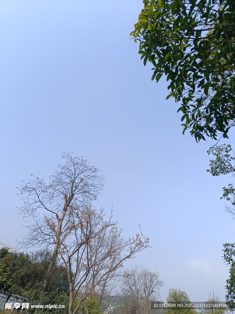 冬日枯树与葱郁绿树相映