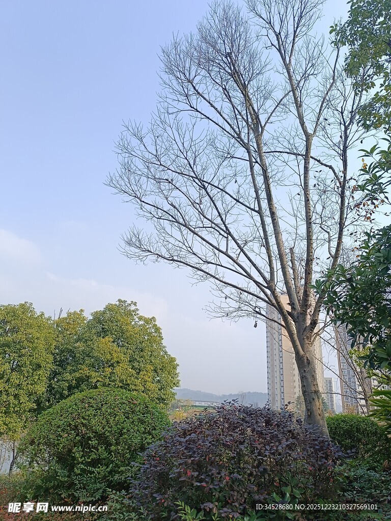 冬日枯树与葱郁绿植景观