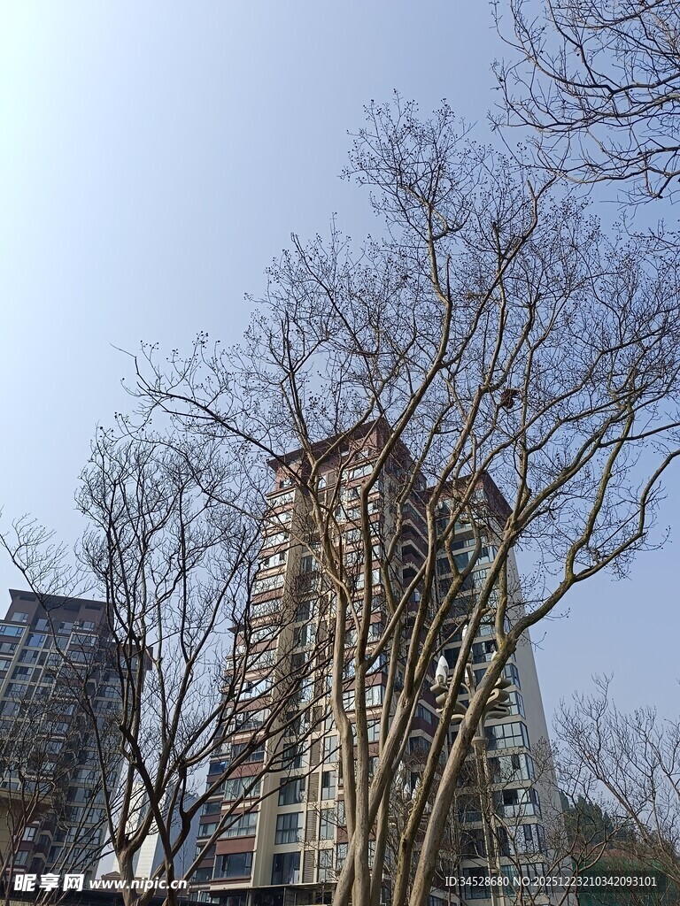 冬日光秃树木旁的高楼