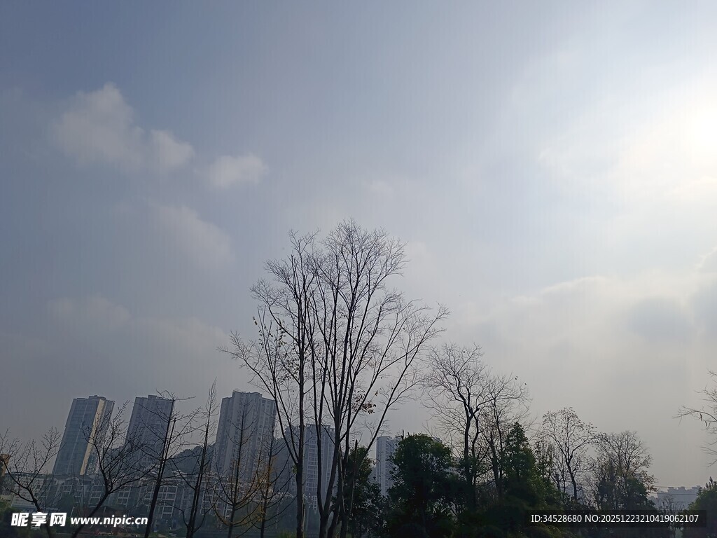 城市中光秃树木与高楼景象