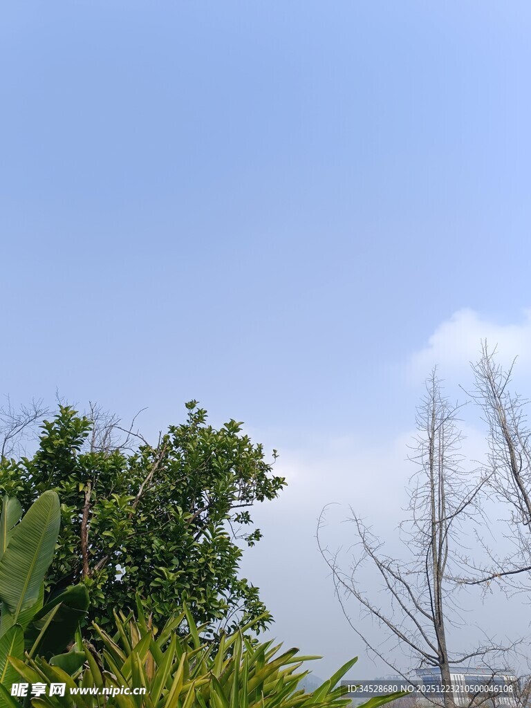 蓝天绿植景致