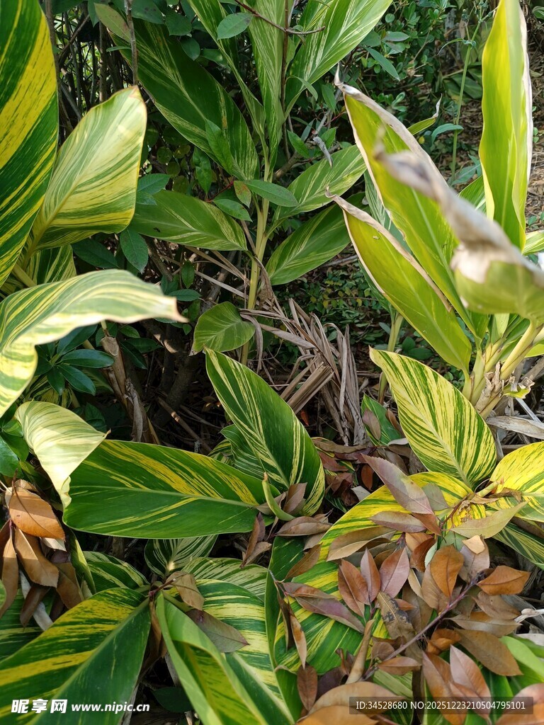 多彩斑纹植物叶片特写