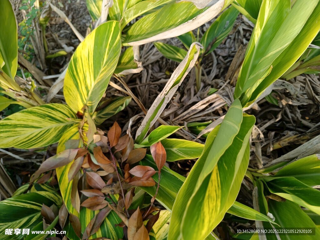 黄绿相间的植物叶片