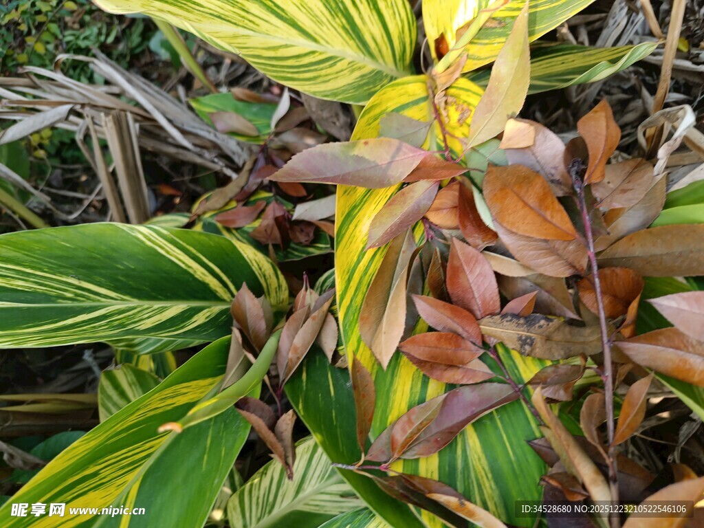多彩斑斓的植物叶片特写