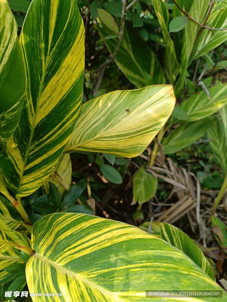 黄绿相间斑纹植物叶片