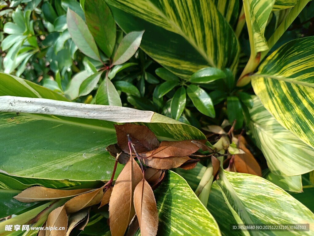 斑斓叶片的植物特写