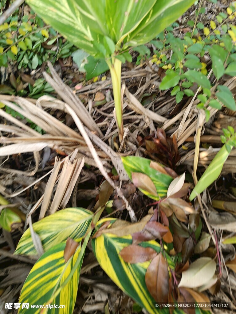 多彩叶片植物特写