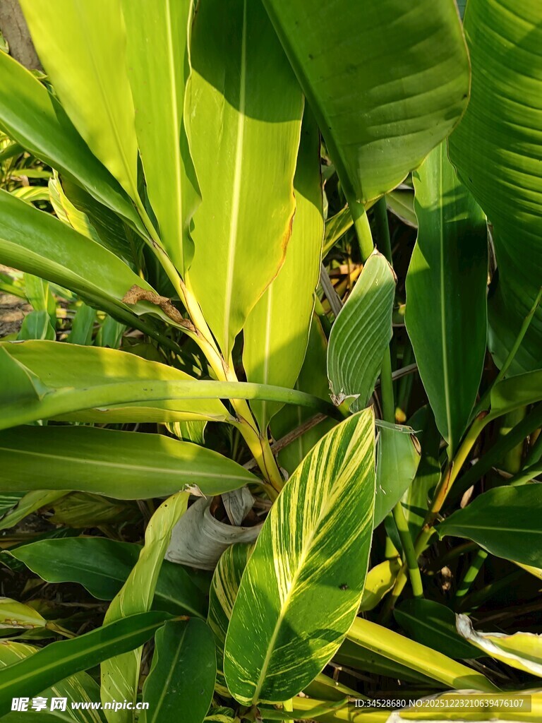 翠绿繁茂的热带植物叶片