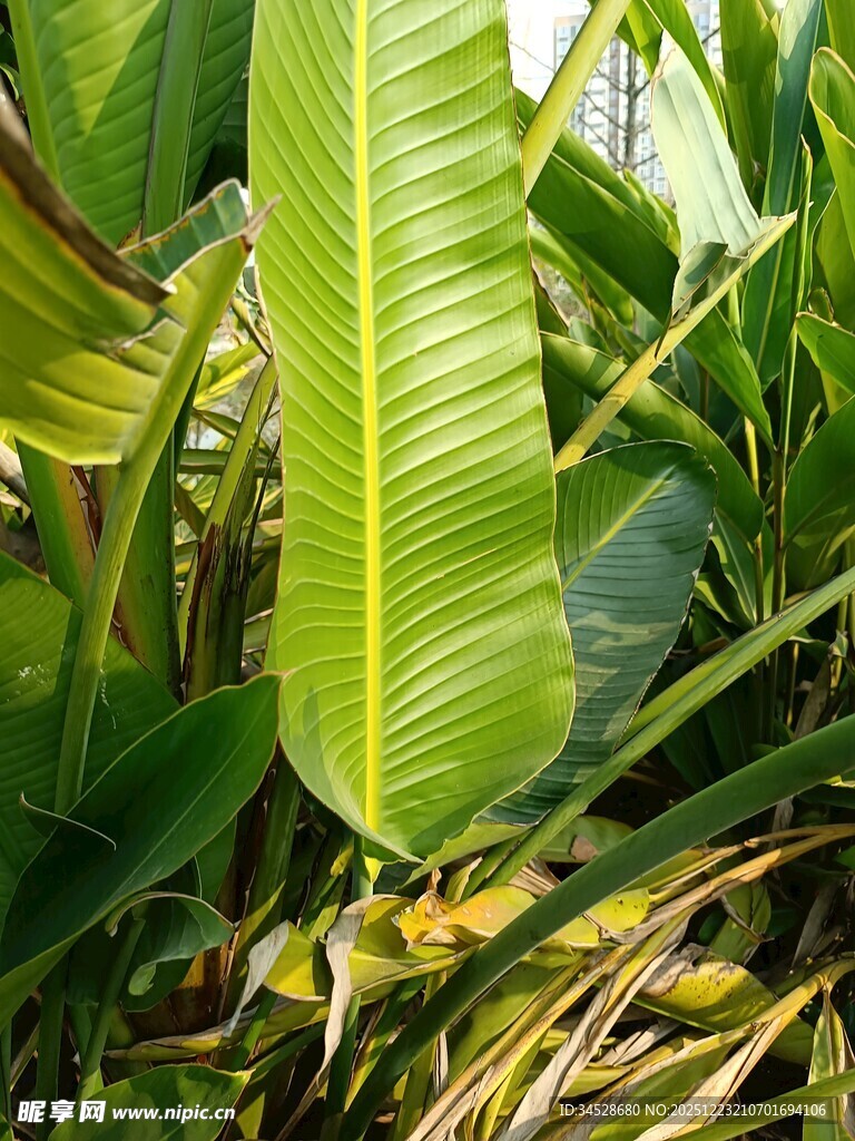 翠绿芭蕉叶特写