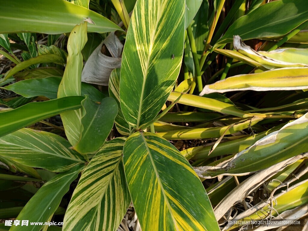 斑斓叶片的绿植特写