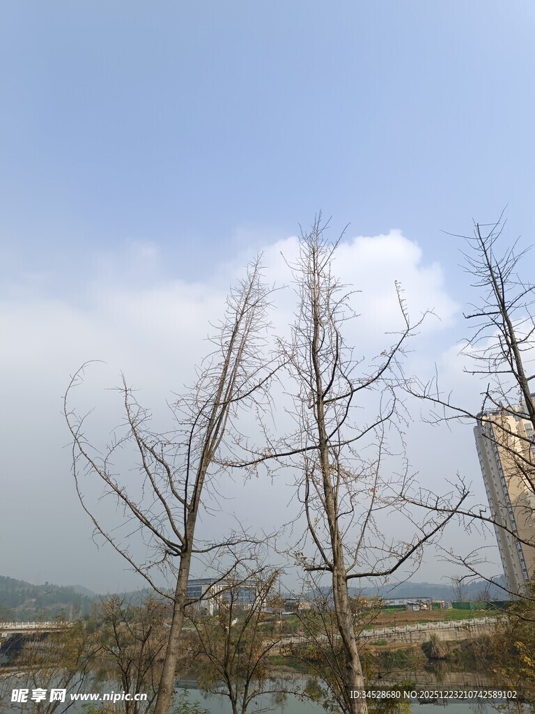 冬日枯树与远处高楼