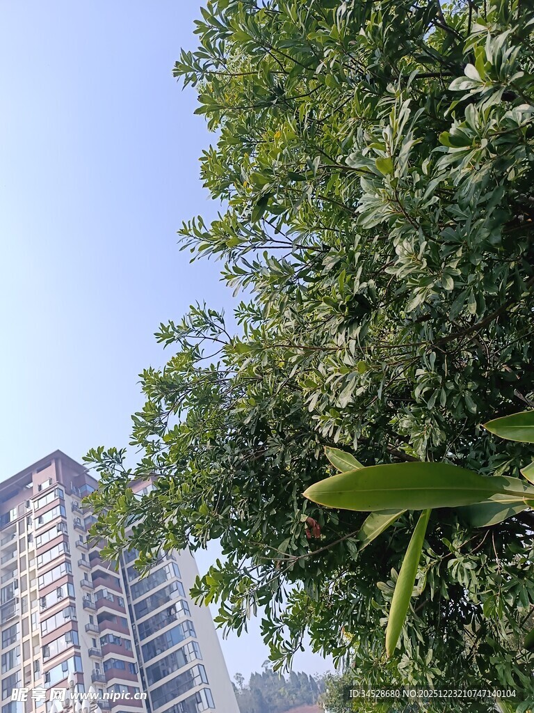 高楼旁的葱郁绿植