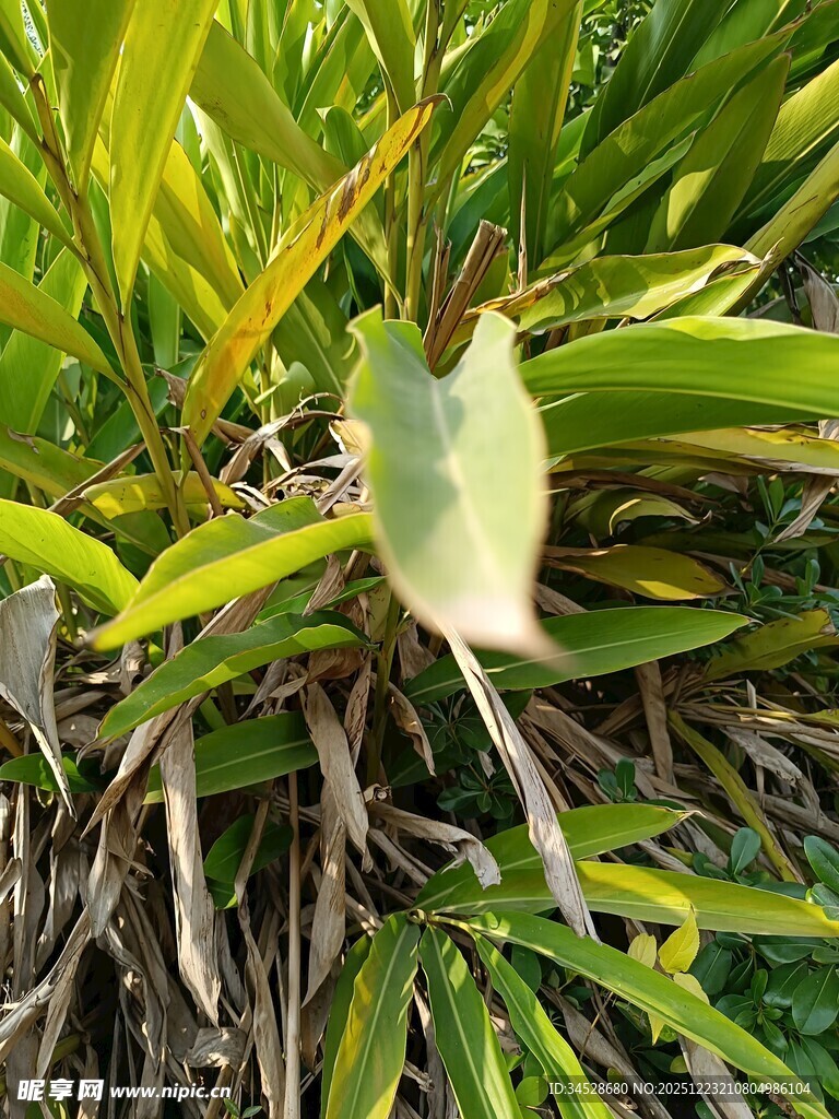 翠绿植物中的独特叶片