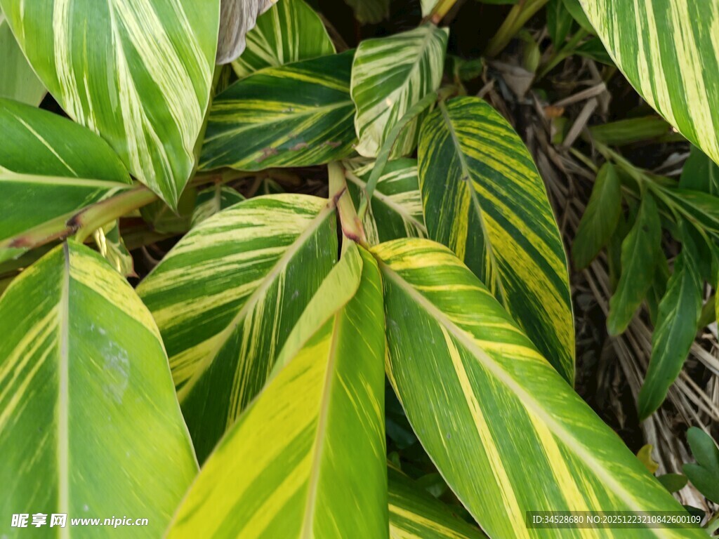 黄绿条纹叶片特写