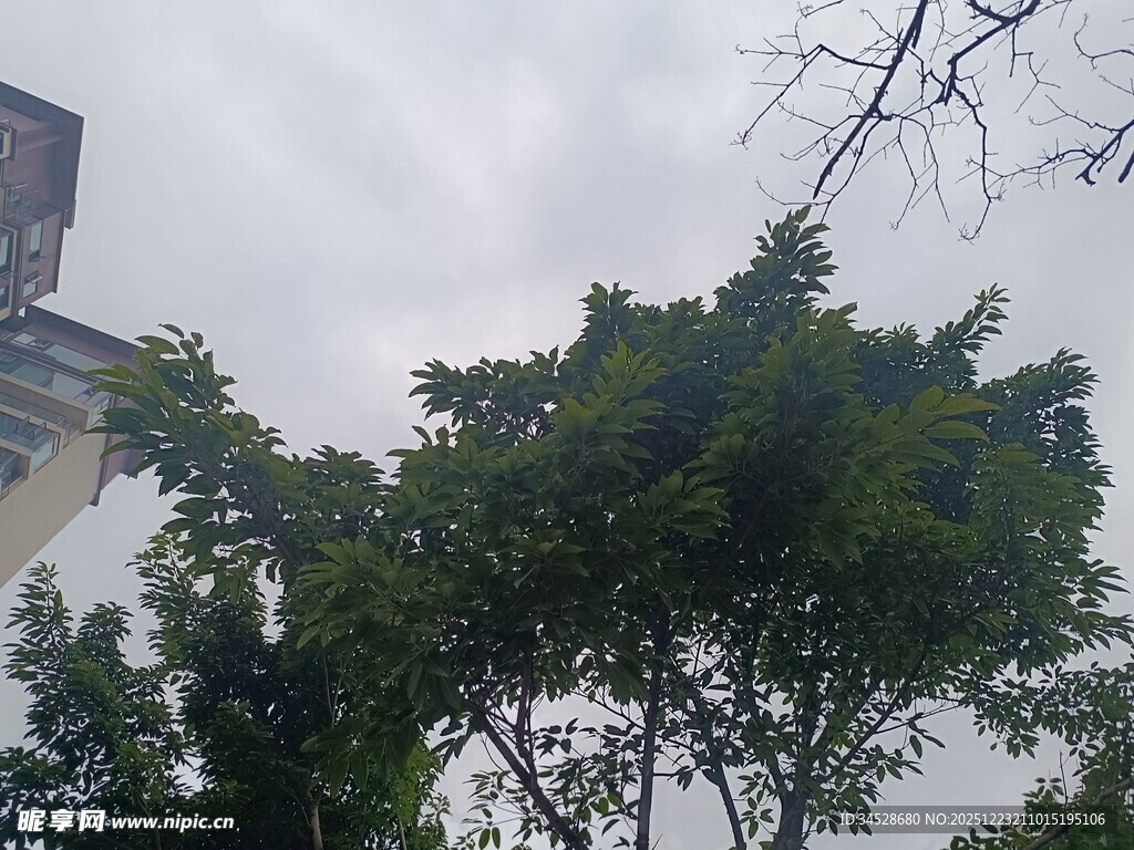 户外绿树与建筑物景观