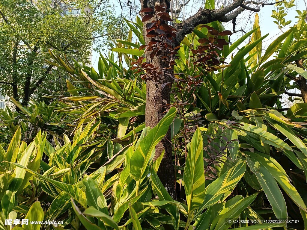 繁茂绿植中的粗壮树干