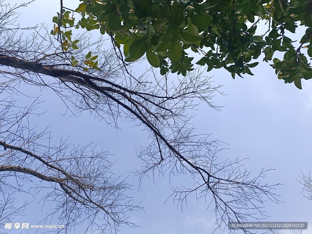 蓝天树枝绿叶自然景象