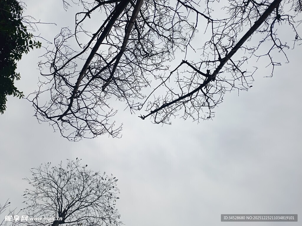 冬日枯树仰视图