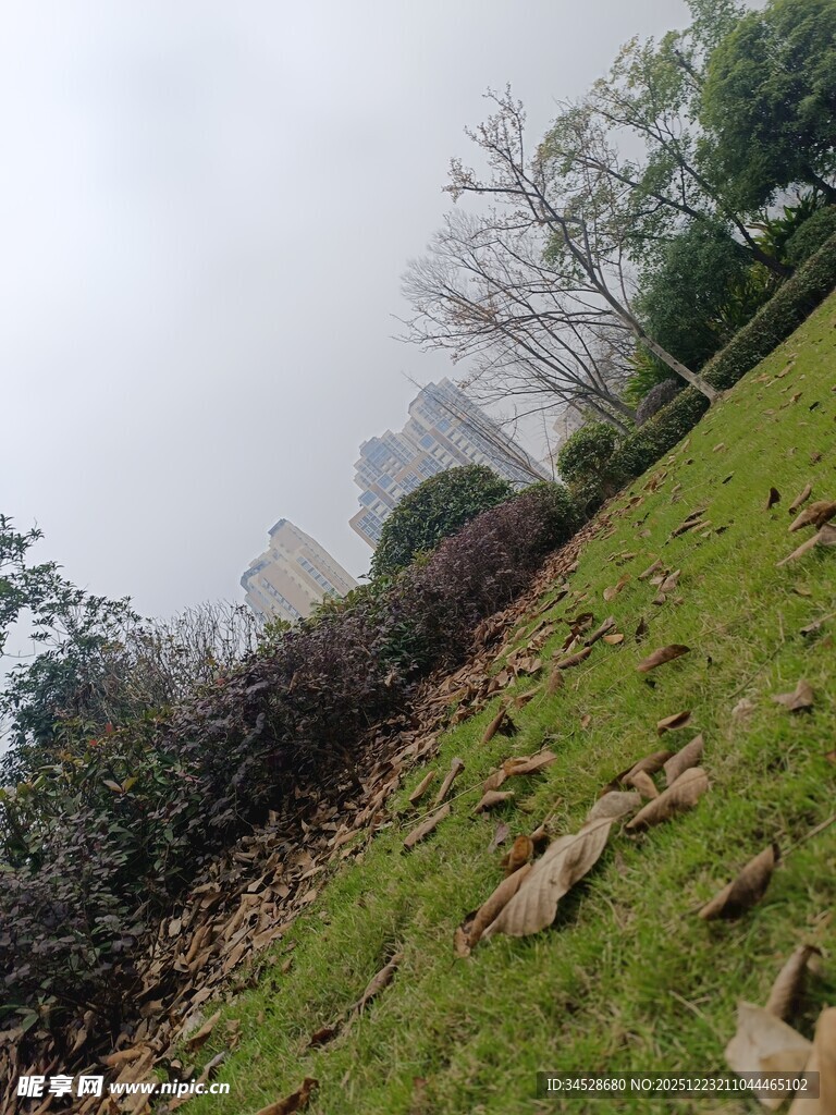 雾中草地与植被景观