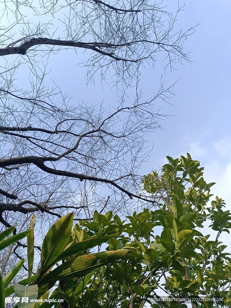 蓝天树枝绿叶自然景象