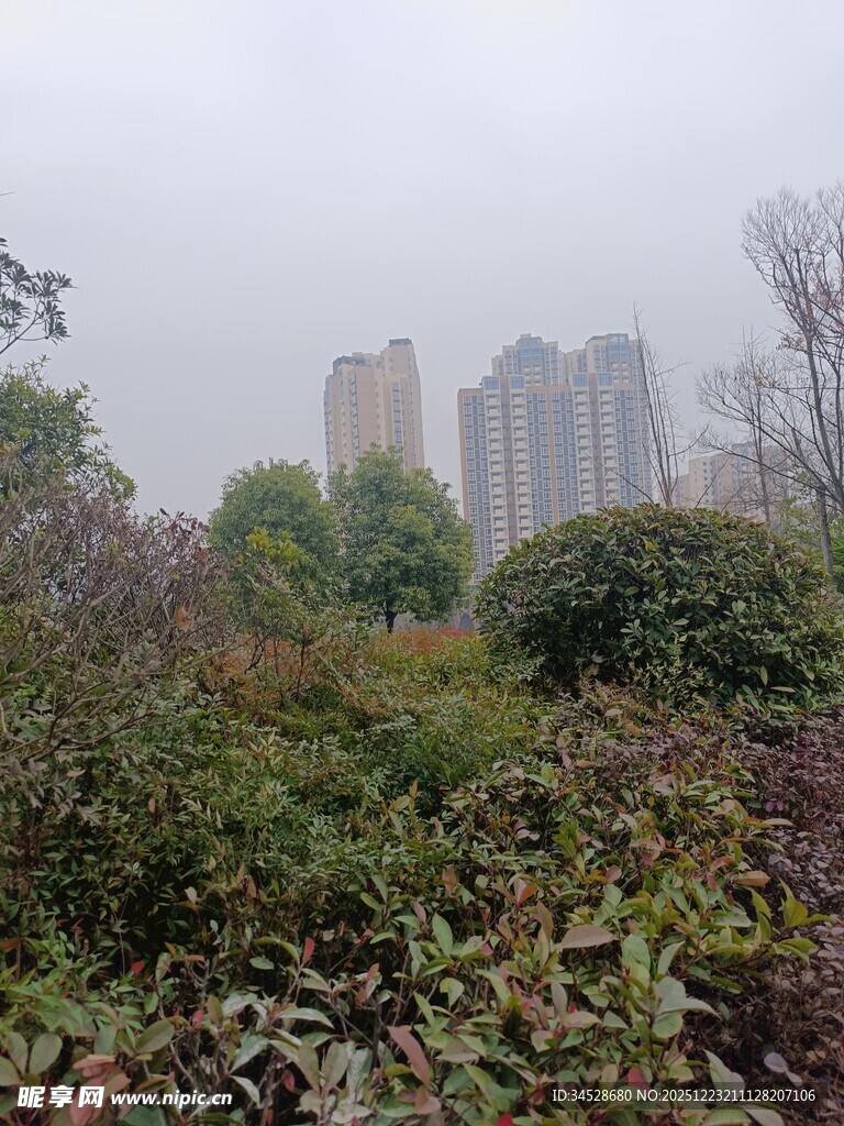 雾中城市与绿植景观