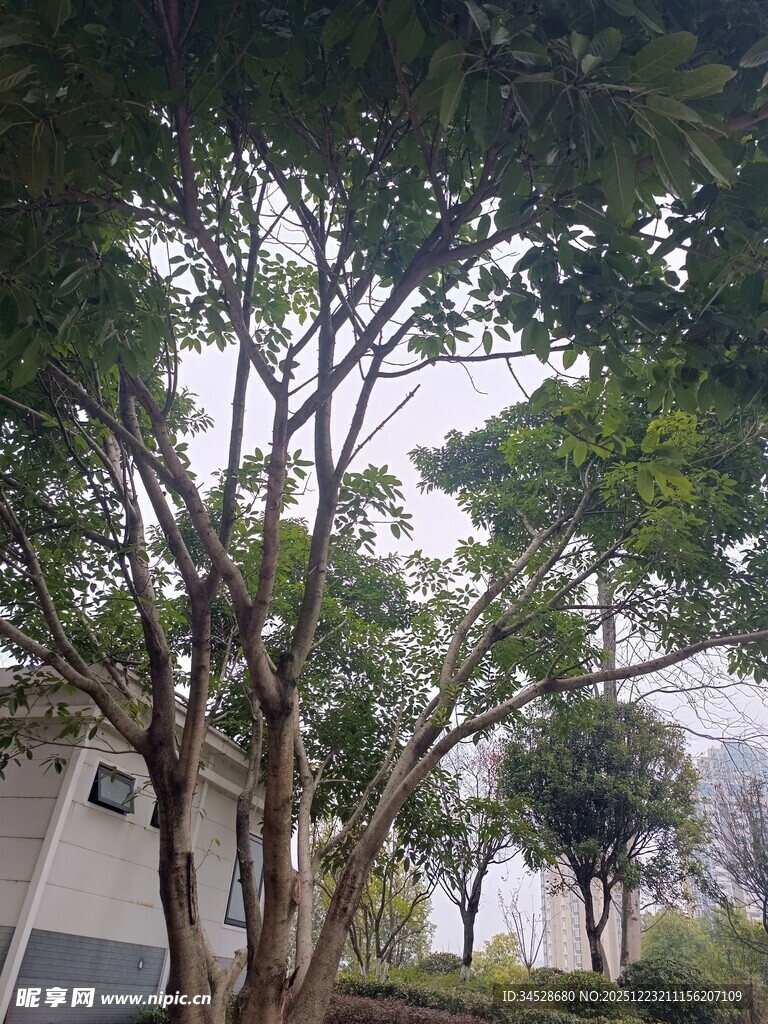 庭院中繁茂的树木景观