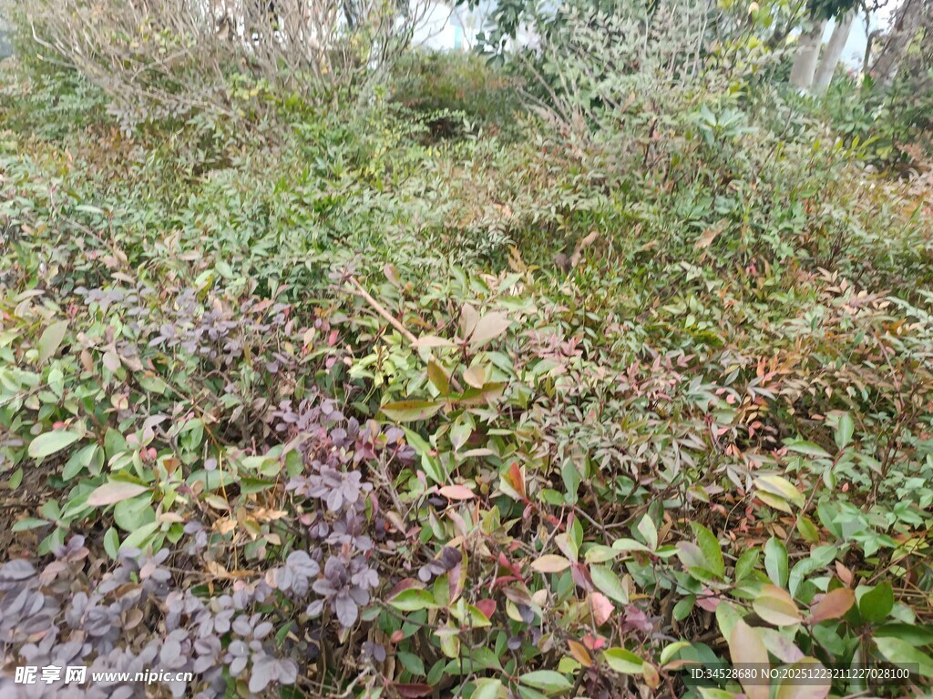 野外繁茂的植被景象