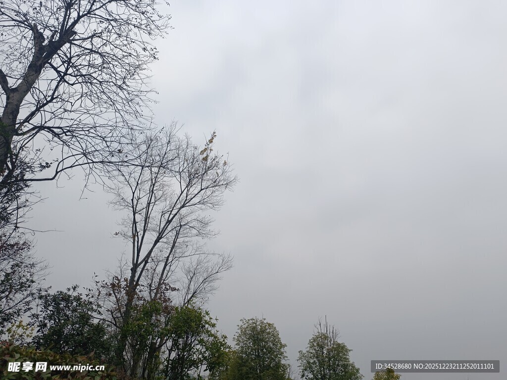 阴天里的光秃树木
